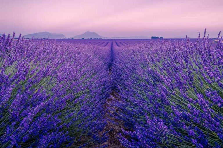 Can Lavender Really Help You Sleep Better