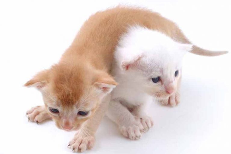 Picture of 2 kittens